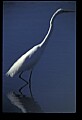 10609-00152-Egrets, General.jpg