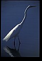 10609-00154-Egrets, General.jpg