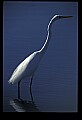 10609-00155-Egrets, General.jpg