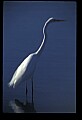 10609-00156-Egrets, General.jpg