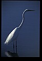 10609-00157-Egrets, General.jpg