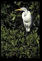 10609-00158-Egrets, General.jpg