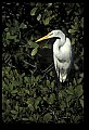 10609-00159-Egrets, General.jpg