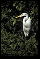 10609-00161-Egrets, General.jpg