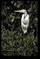 10609-00162-Egrets, General.jpg