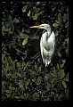 10609-00163-Egrets, General.jpg