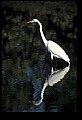 10609-00164-Egrets, General.jpg