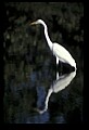 10609-00165-Egrets, General.jpg