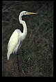 10609-00167-Egrets, General.jpg