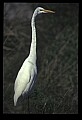 10609-00168-Egrets, General.jpg