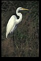 10609-00169-Egrets, General.jpg