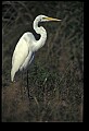10609-00170-Egrets, General.jpg
