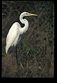 10609-00171-Egrets, General.jpg