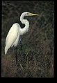 10609-00172-Egrets, General.jpg