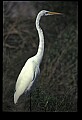 10609-00173-Egrets, General.jpg