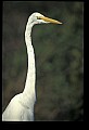 10609-00174-Egrets, General.jpg