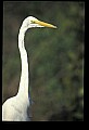 10609-00175-Egrets, General.jpg