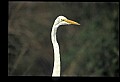 10609-00177-Egrets, General.jpg