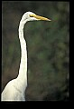 10609-00178-Egrets, General.jpg