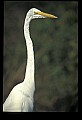 10609-00179-Egrets, General.jpg