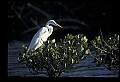 10609-00180-Egrets, General.jpg