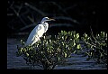 10609-00181-Egrets, General.jpg