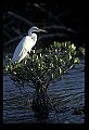 10609-00182-Egrets, General.jpg