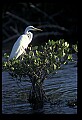 10609-00183-Egrets, General.jpg