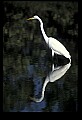 10609-00184-Egrets, General.jpg