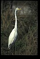 10609-00185-Egrets, General.jpg