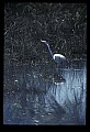 10609-00186-Egrets, General.jpg