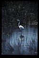 10609-00187-Egrets, General.jpg