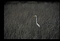10609-00188-Egrets, General.jpg