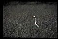 10609-00189-Egrets, General.jpg