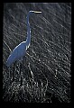 10609-00190-Egrets, General.jpg