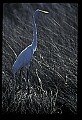 10609-00191-Egrets, General.jpg