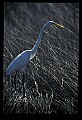 10609-00195-Egrets, General.jpg