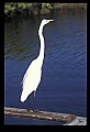10609-00197-Egrets, General.jpg