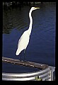 10609-00198-Egrets, General.jpg