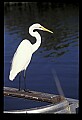 10609-00200-Egrets, General.jpg