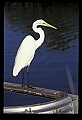 10609-00201-Egrets, General.jpg