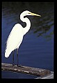 10609-00202-Egrets, General.jpg