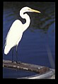 10609-00203-Egrets, General.jpg