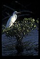 10609-00204-Egrets, General.jpg