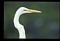 10609-00205-Egrets, General.jpg