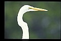 10609-00208-Egrets, General.jpg