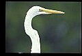 10609-00211-Egrets, General.jpg