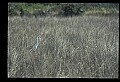 10609-00213-Egrets, General.jpg