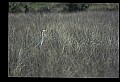 10609-00214-Egrets, General.jpg