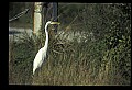 10609-00217-Egrets, General.jpg